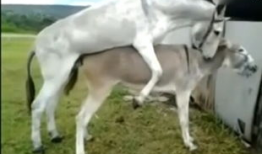 驴马交配视频,罕见交配视频背后的科学之谜